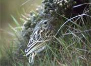 link to falklands pipit